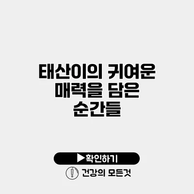 태산이의 귀여운 매력을 담은 순간들